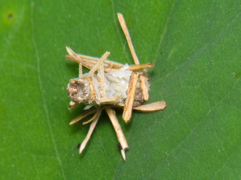 Psychidae